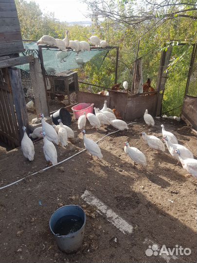 Цесарки.индюшата