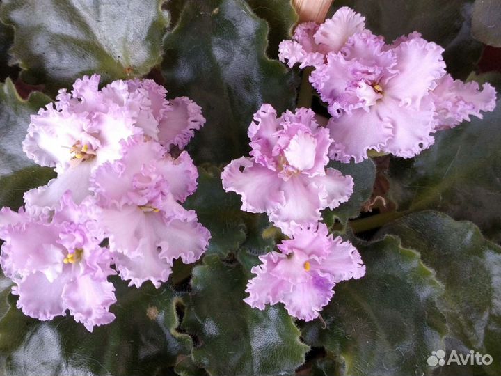 Сортовые фиалки