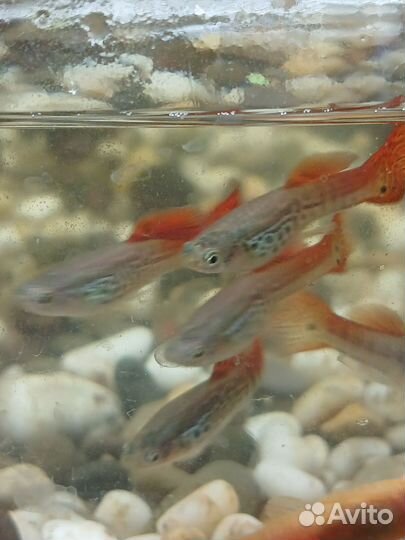 Аквариумные рыбки гуппи