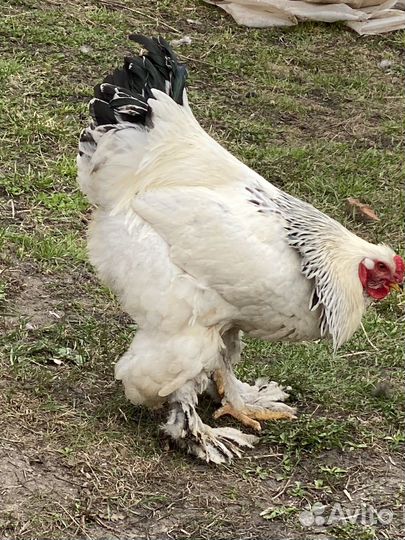 Петухи Брама