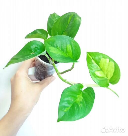 Сциндапсус