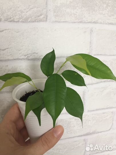 Фикусы бенджамина