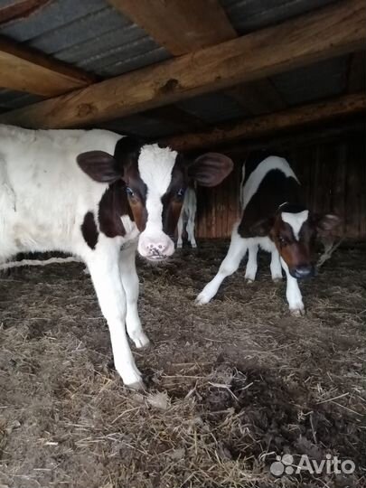 Телята, бычки, тёлочки