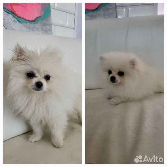 Бесплатно требуется модели кошечек и собачек