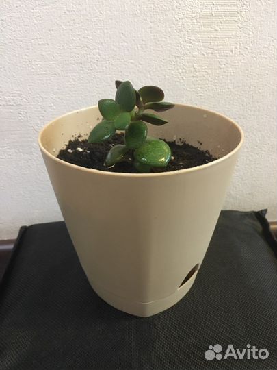 Толстянка в горшочке