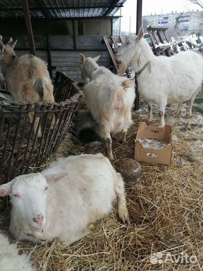 Козы нескольких пород, есть комол(белые, сер.корич