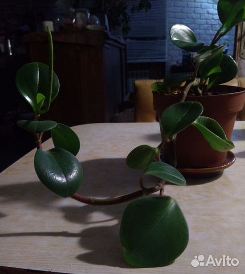 Пеперомия туполистная