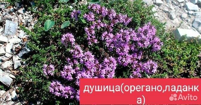 Мята, мелиса,душица, шалфей, исопп, ревень