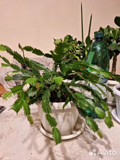 Декабрист и денежное дерево