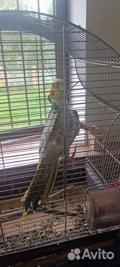 Попугай корелла