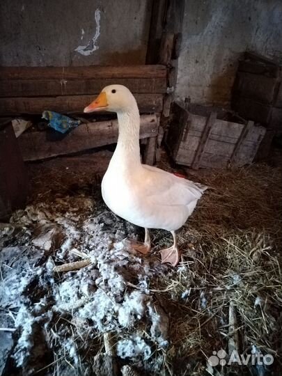 Продам гуся
