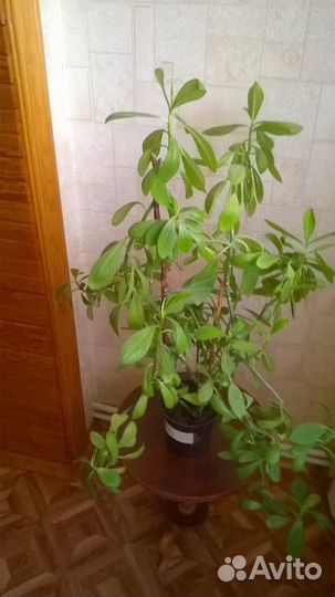 Дерево любви- комнатное растение