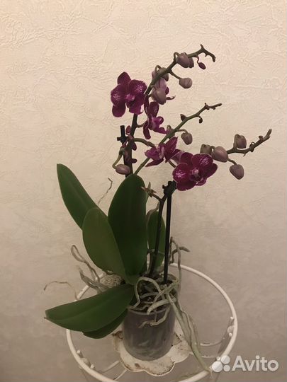 Домашние растения, орхидея мини, солейролия