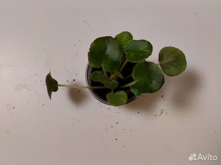 Комнатные цветы фиалки