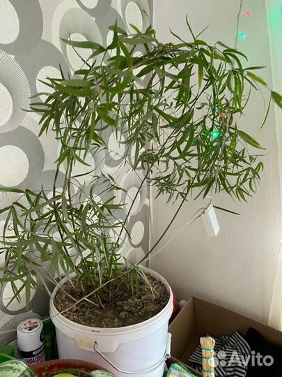 Комнатные цветы