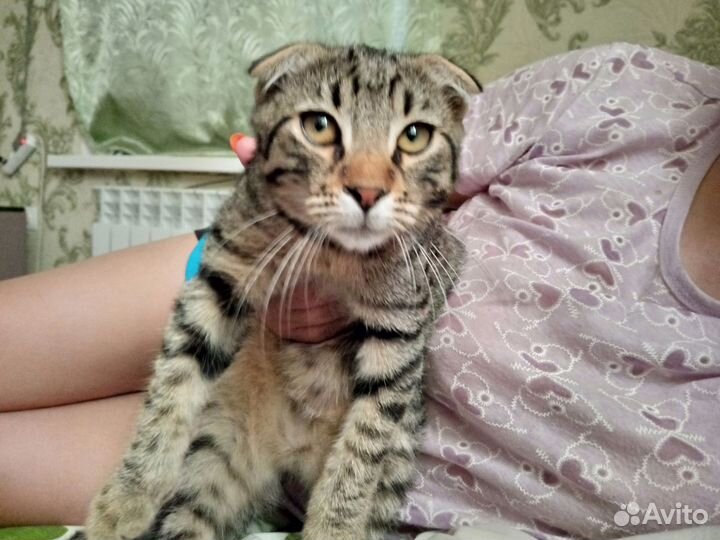 Котенок в добрые руки
