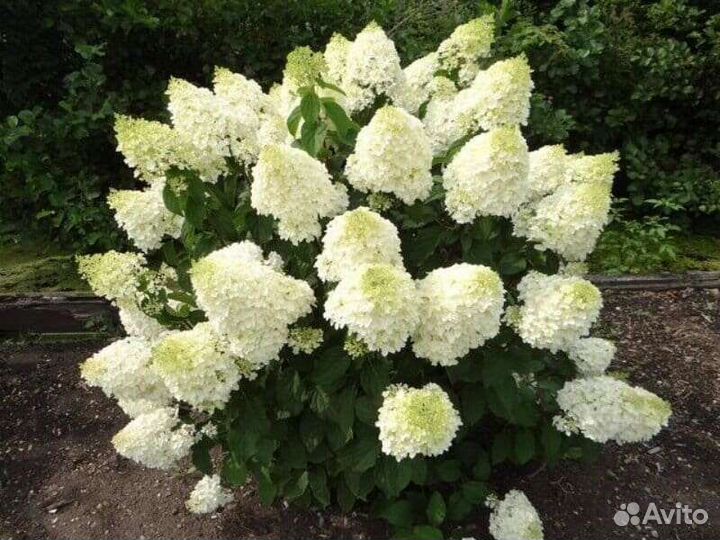 Гортензия метельчатая