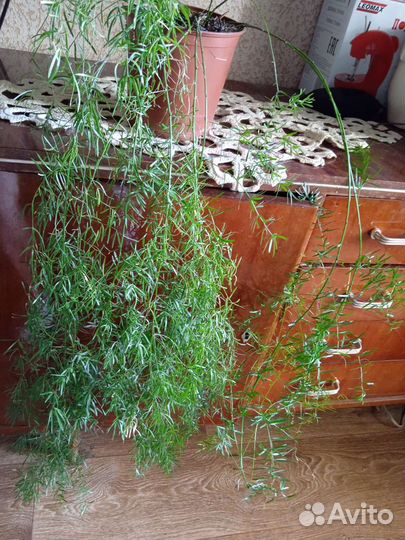 Нолина1ооор