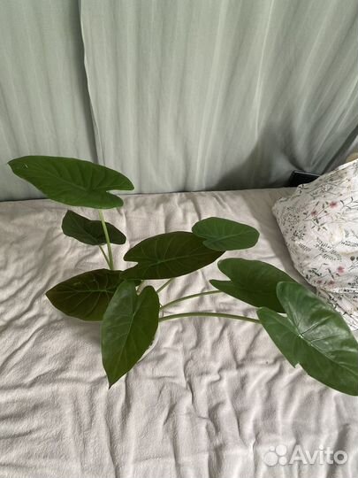 Алоказия венти