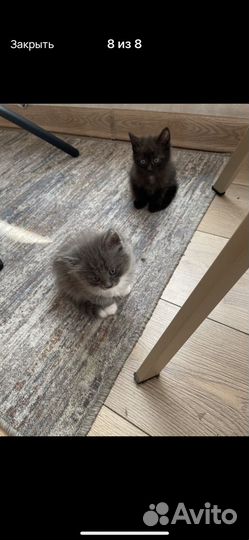 Котенок 1,5 мес