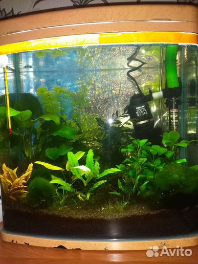 Аквариум со всем содержимым