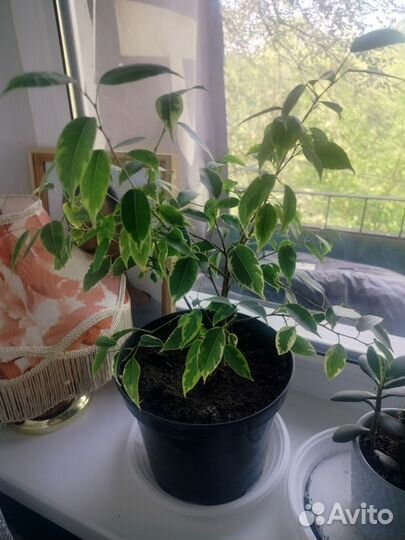Фикус бенджамина