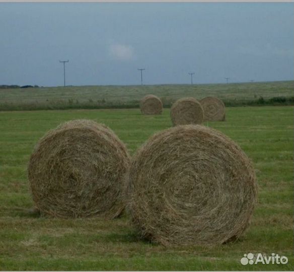 Продам сено в рулонах
