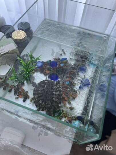 Черепаха с аквариумом
