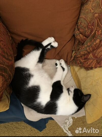 Домашняя передежка животных