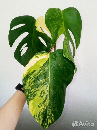 Монстера желтая, Адансона вариегатная