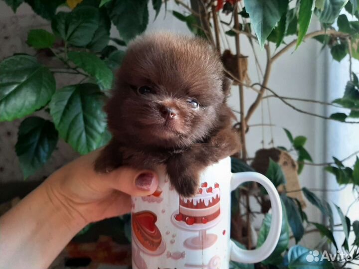 Шпиц микро мишка шоколад