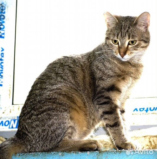 Кошечка Луиза в добрые руки