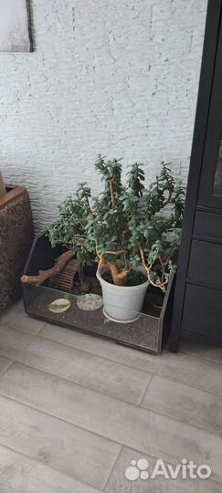 Террариум для черепахи