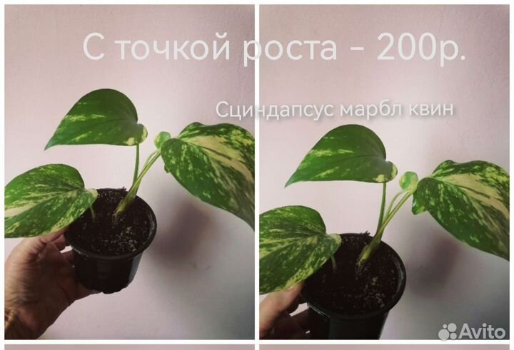 Аглаонема. Сциндапсус