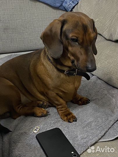 Вязка Такса