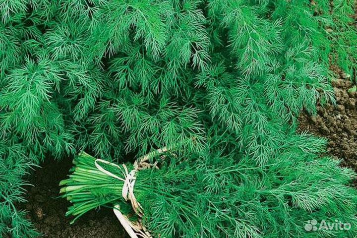 Семена укропа Аллигатор 1 кг