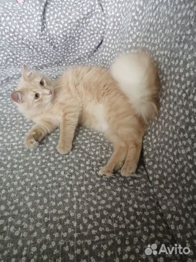 Котик в добрые руки