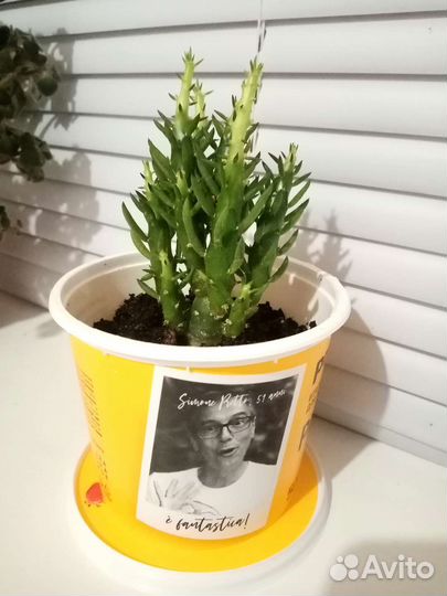 Домашние растения: аихризон, замиокулькас и прочие