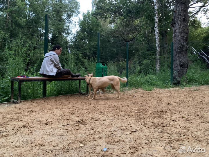 Метис бельгийской овчарки в добрые руки 1 год