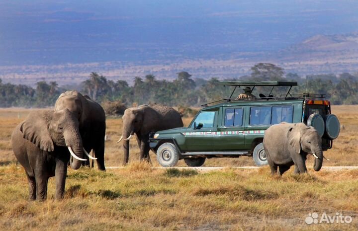 Сафари в Африку