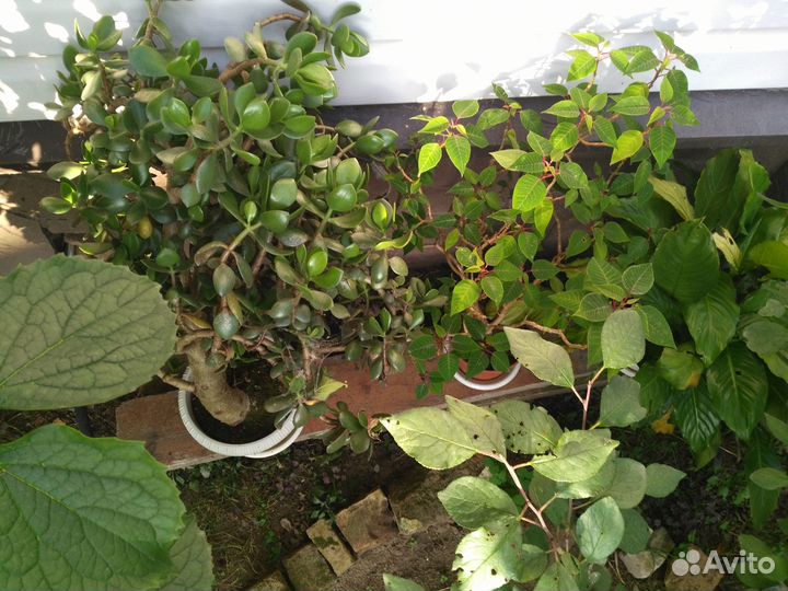 Ищем новый дом для комнатных растений