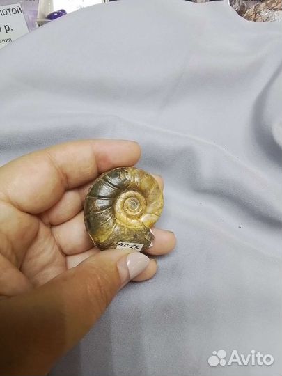 Аммониты Северного Кавказа