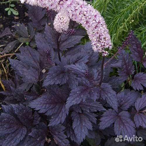 Клопогон Пинк Спайс