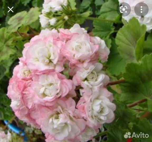 Пеларгонии сортовые