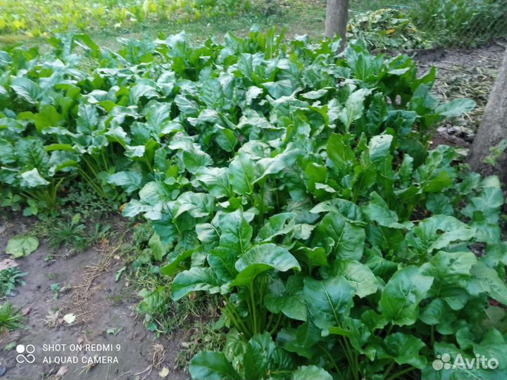 Семена Кормовой свеклы