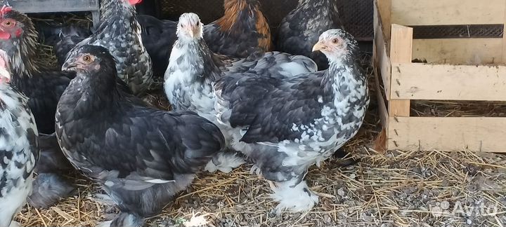 Карликовые кохинхины и индоутки. Семьи