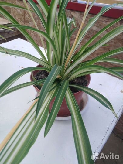 Хлорофитум