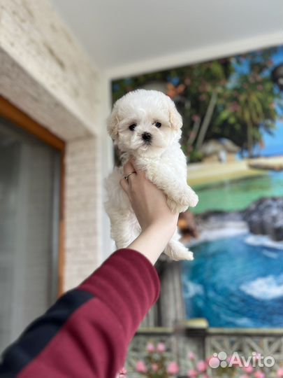 Мальтипу мишка умка микро ф1