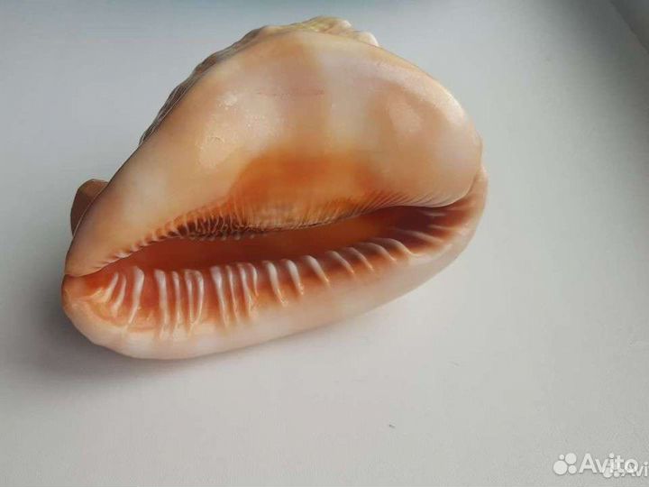 Ракушка декоративная