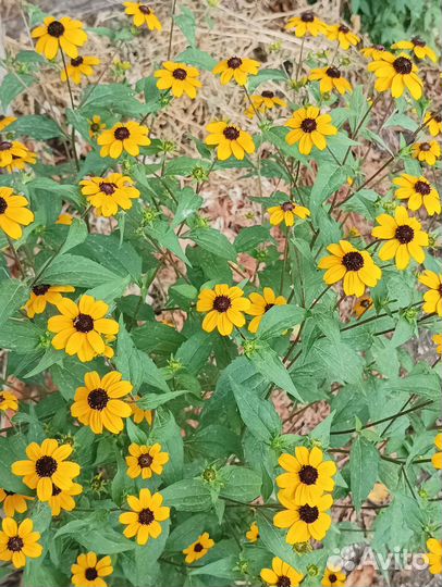 Цветы многолетники